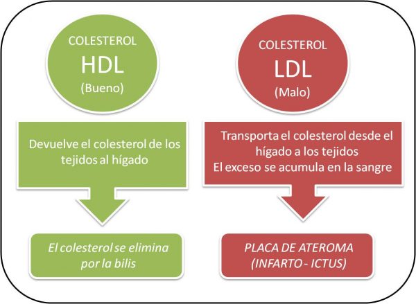 col2-600x439 Colesterol y enfermedades cardiovasculares