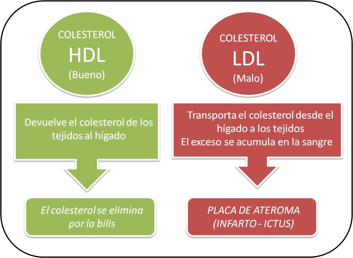 Colesterol Y Enfermedades Cardiovasculares Periodistas En Espanol