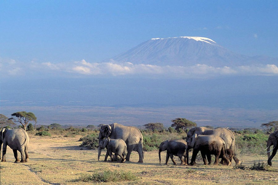 curt-carnemark-elefantes-en-kenia Elefantes africanos: de doce millones a 400 000 ejemplares en un siglo