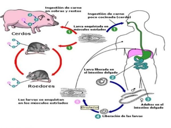 triquinosis-8-638-600x450 Triquinosis: una matanza clandestina causa un brote en España