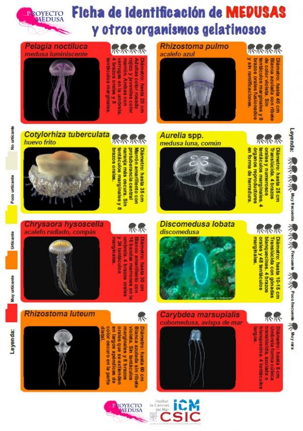 guia-medusas-2018_castellano-imagen-600x853 Picadura de medusa, ¿cómo debemos actuar?