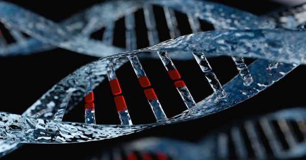 los-telomeros-son-unas-estructuras-situadas-en-los-extremos-de-los-cromosomasy-cuya-funcion-es-proteger-a-los-genes_850abbef_1200x630-600x315 Los telómeros predicen la longevidad de las especies