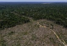 Brasil: deforestación en la Amazonia