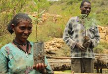 Ciudadanos etíopes en la jornada de plantación de árboles