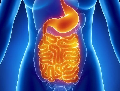 Sistema-digestivo-flora-intestinal Corte de digestión: del bulo a la realidad