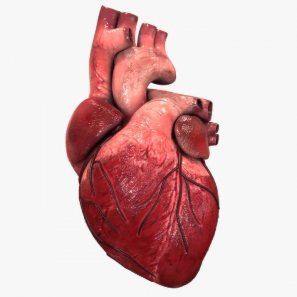 corazón-600x600 Enfermedades cardiovasculares: un biomarcador predecirá el riesgo aunque no se tengan síntomas