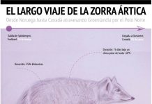 Infografía del viaje de la zorra ártica