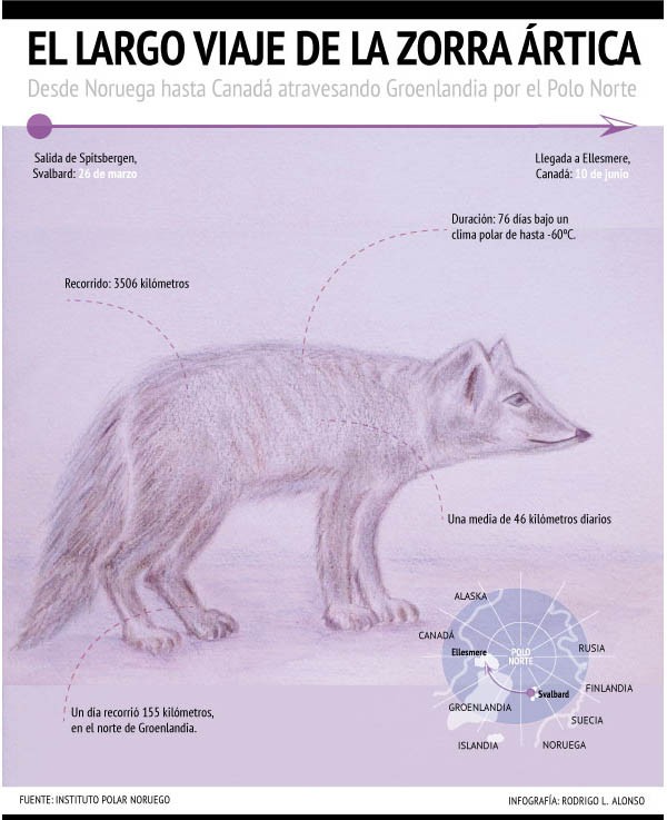 Viaje-zorra-polar-infografia_rodrigo_L_Alonso El periplo de una zorra polar