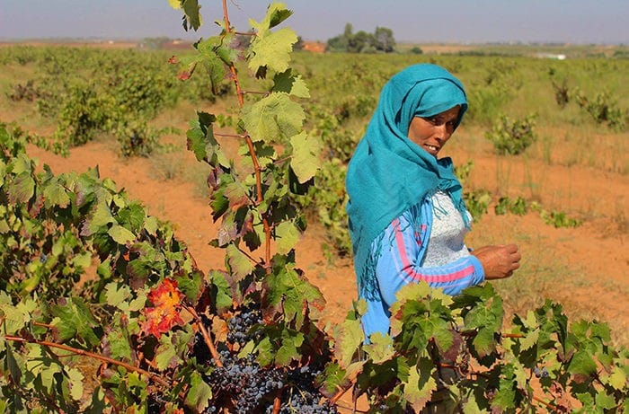 Viñedos-Ouled-Thaleb Vinos de Marruecos, consumo e historia