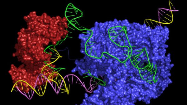 Un-nuevo-editor-CRISPR-podria-corregir-casi-todas-las-enfermedades-geneticas_image_380-600x337 Las enfermedades genéticas podrían corregirse mediante un editor CRISPR