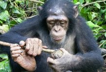 Por primera vez, un equipo de científicos grabó a chimpancés en el proceso de aprender a usar herramientas recibiendo lecciones de sus madres
