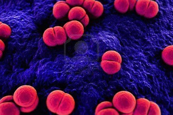 meningococo-1 Meningitis: una nueva vacuna protegerá de casos complejos