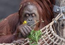 sandra orangutana