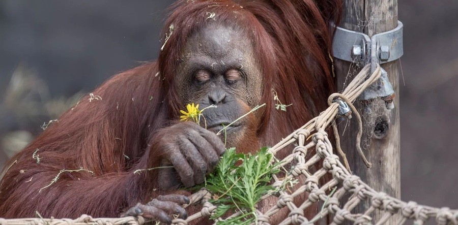 sandra-orangutana Reflexión sobre sobre la relación que tenemos con los animales