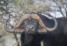 bufalo cafre