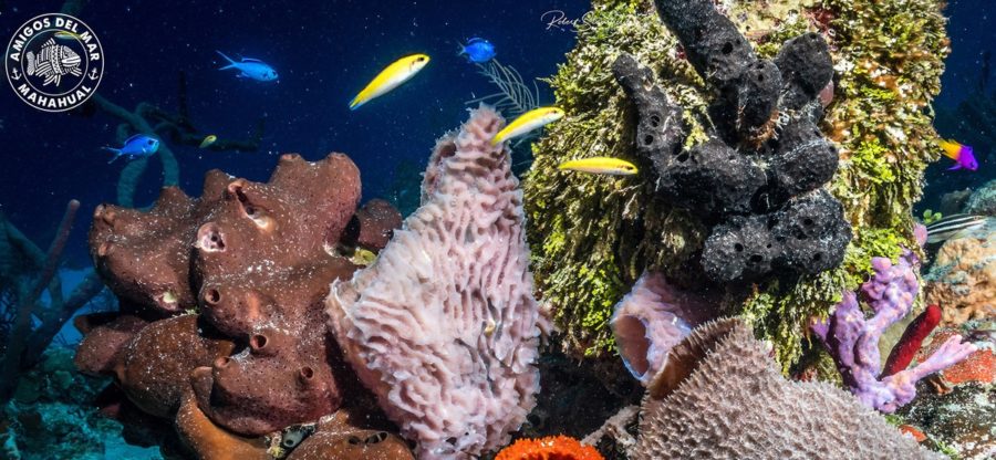 Barreras-de-coral-México-900x416 La oenegé Restore Coral propone un Arca de Noé para el Caribe mexicano