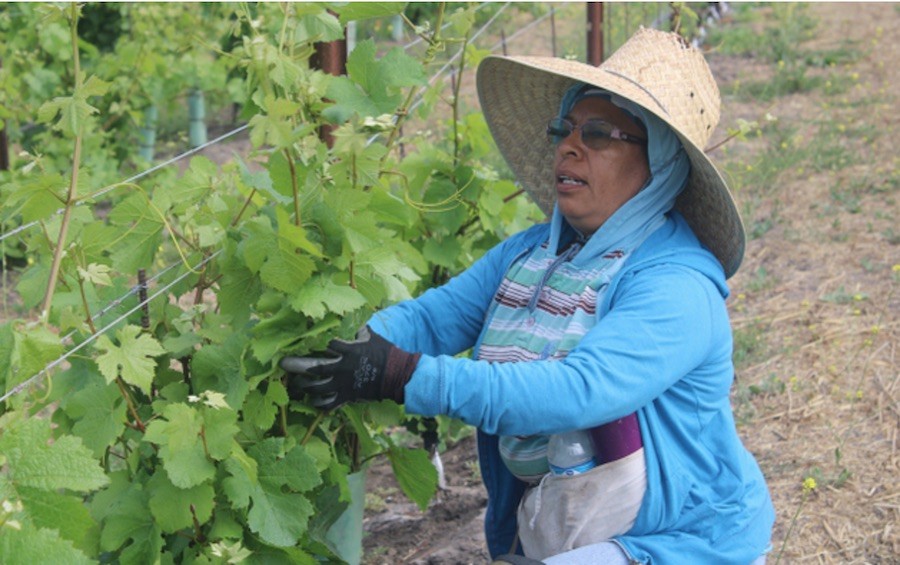 EEUU-California-jornalera-mexicana-IPS-Kau-Sirenio-En-el-Camino Temporeros mexicanos en EE. UU. padecerán más precariedad por el coronavirus