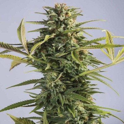 Planta-de-Gorilla-Glue Lo que deberías saber acerca de las semillas de cannabis