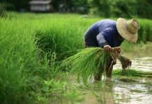 campo de arroz wanphen chawarung Shutterstock