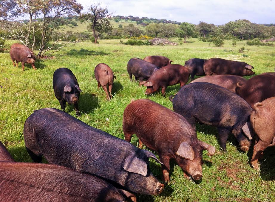 0-3 De cuando la "porcá" se reunía al tocar el caracol