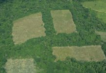 La tala de bosques, en ocasiones para dar paso a pastizales o cultivos ilícitos, es una de las causas de la deforestación que Colombia se propone contener y que recibirá aportes del Fondo Verde para el Clima. Foto: Infoamazonia