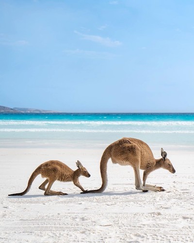 Australia-canguros Australia, el arte aborigen y el tiempo del sueño