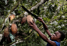 Cacao menores