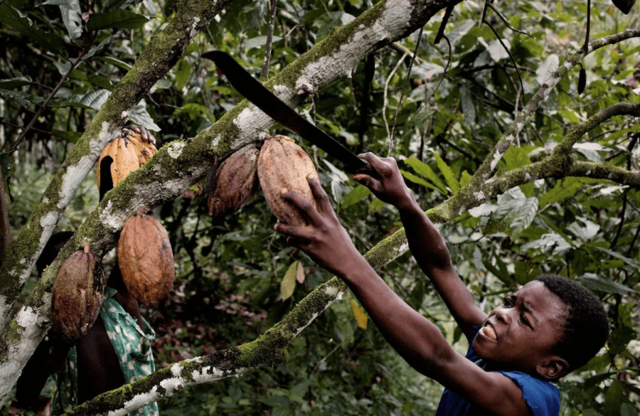 Cacao-menores-e1603389871303 Un millón y medio de niños trabajan en la producción de cacao en el mundo