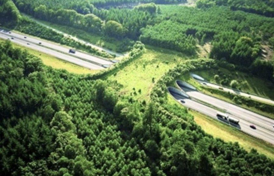 Holanda-ecoducto-sobre-la-A50-para-la-fauna-e1605774014145 ¿Por qué alquilar un coche en Holanda?