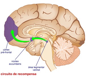 circuito-de-recompensa-cerebral1 Adicciones en menores: todo comienza con la autoestima