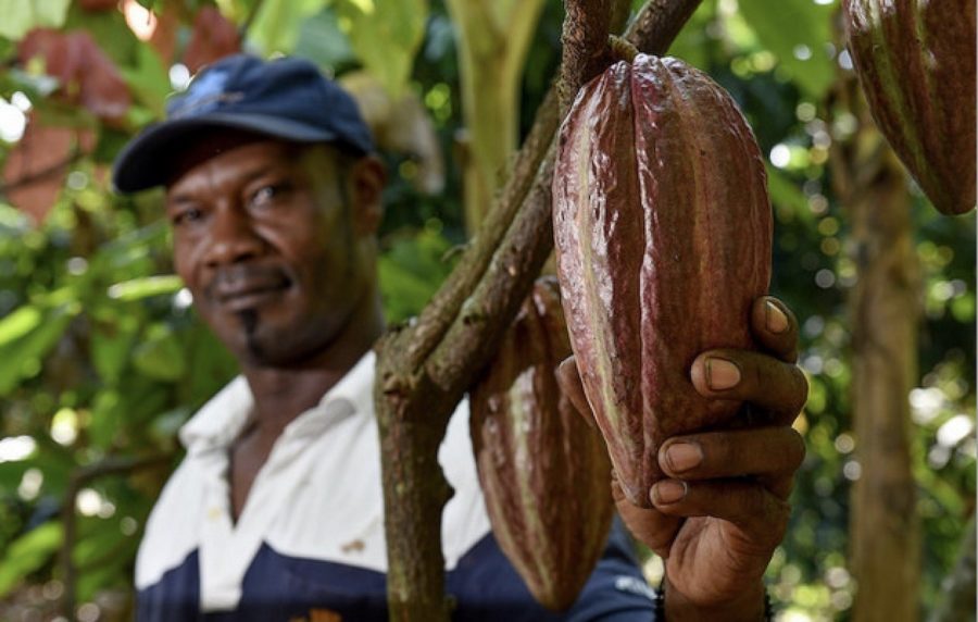 fao-cultivos-tradicionales-e1607968164471 Nuevos recursos para proyectos ambientales en América Latina 