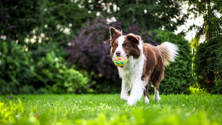 mascotas-perro-jugando-e1609766758412 Dieta BARF, todo lo que necesitas para tu mascota