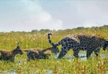 La jaguar Mariua, y sus dos crías, fueron liberadas en el gran parque Iberá, como parte de un programa para restablecer la fauna en hábitats degradados por la caza, la ganadería y el monocultivo. © Tompkins Conservation