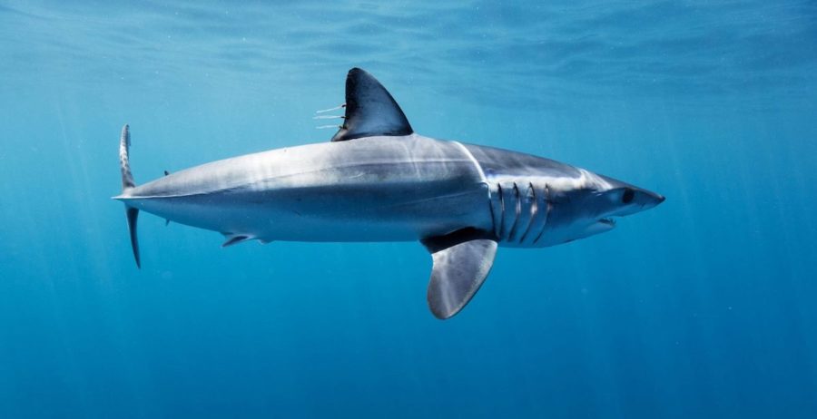 tiburón-marrajo-@-david-seradell-e1612345266628 España aplica medidas de protección para los marrajos en peligro de extinción