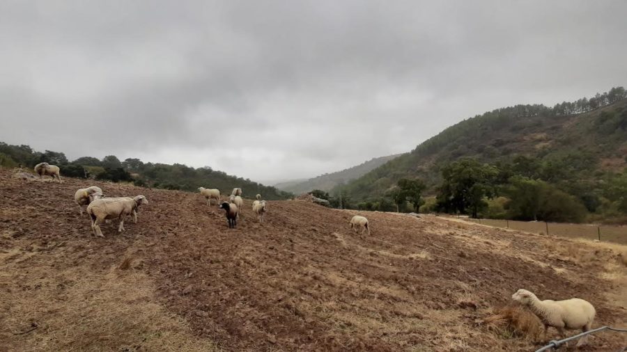 0-5-900x506 La UE y la nueva PAC: retos sociales, climáticos y  medioambientales