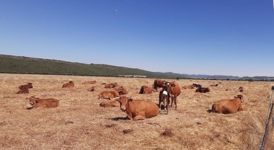 0-7-900x495 La UE y la nueva PAC: retos sociales, climáticos y  medioambientales