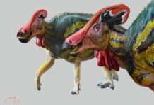 MX dinosaurios Tlatolophus © Luis V. Rey