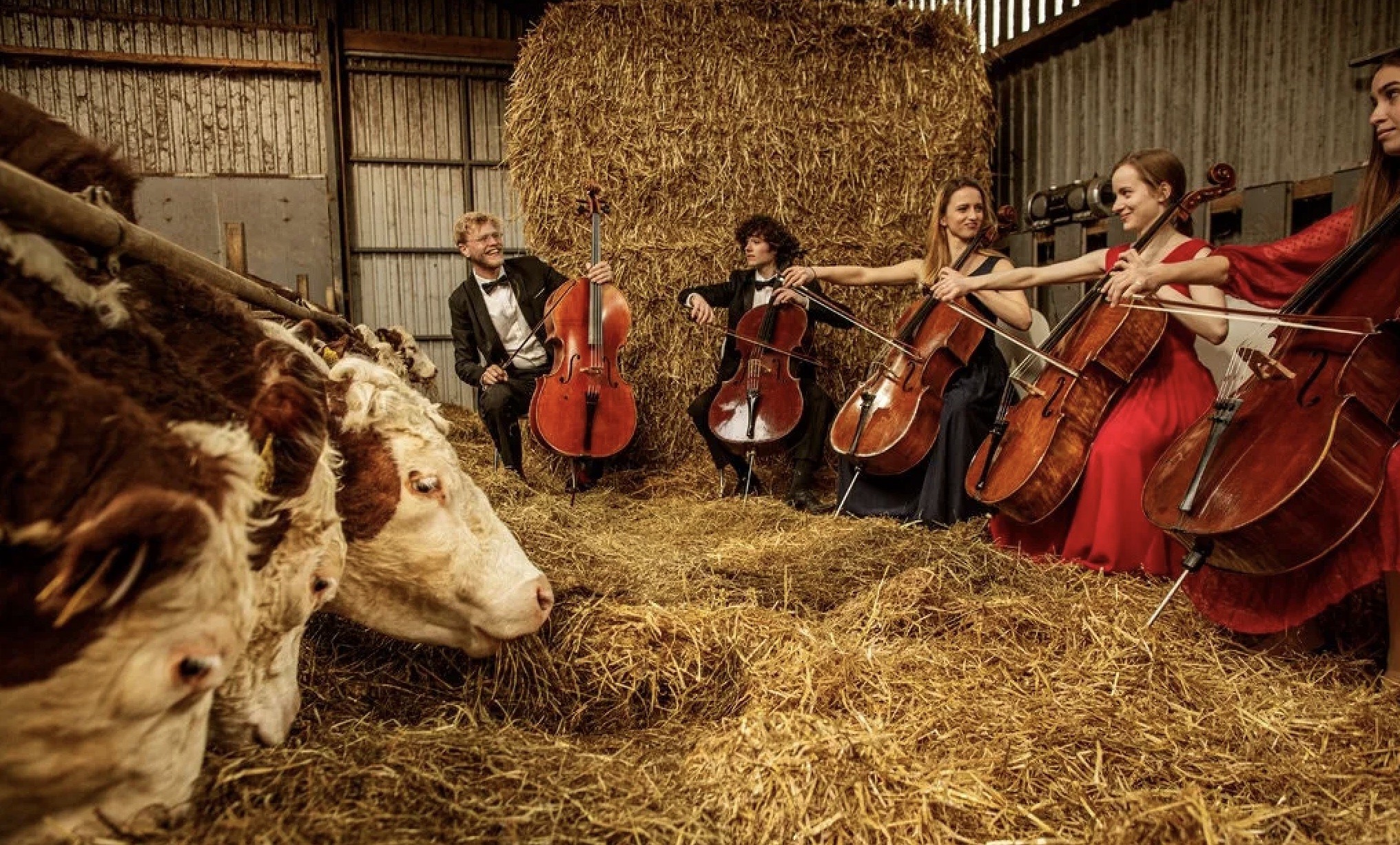 vacas-de-mogens-y-louise-haugaard-en-lund Sorpresas animales