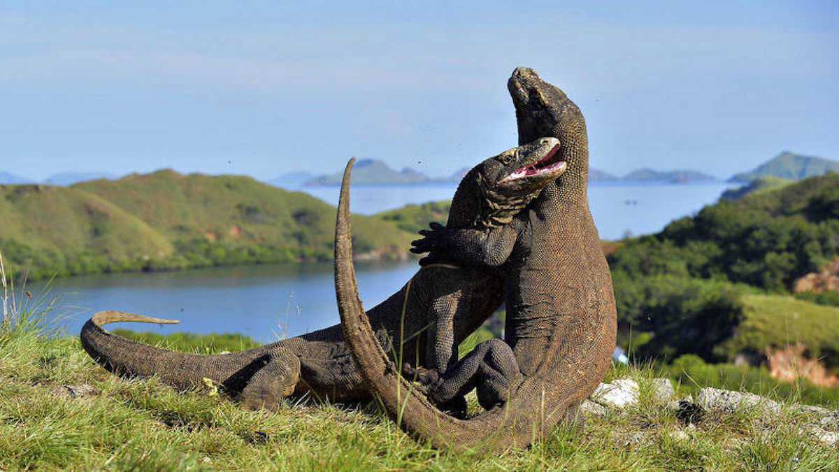 dragones-de-komodo-indonesia Los dragones de la isla indonesia de Komodo en peligro de extinción