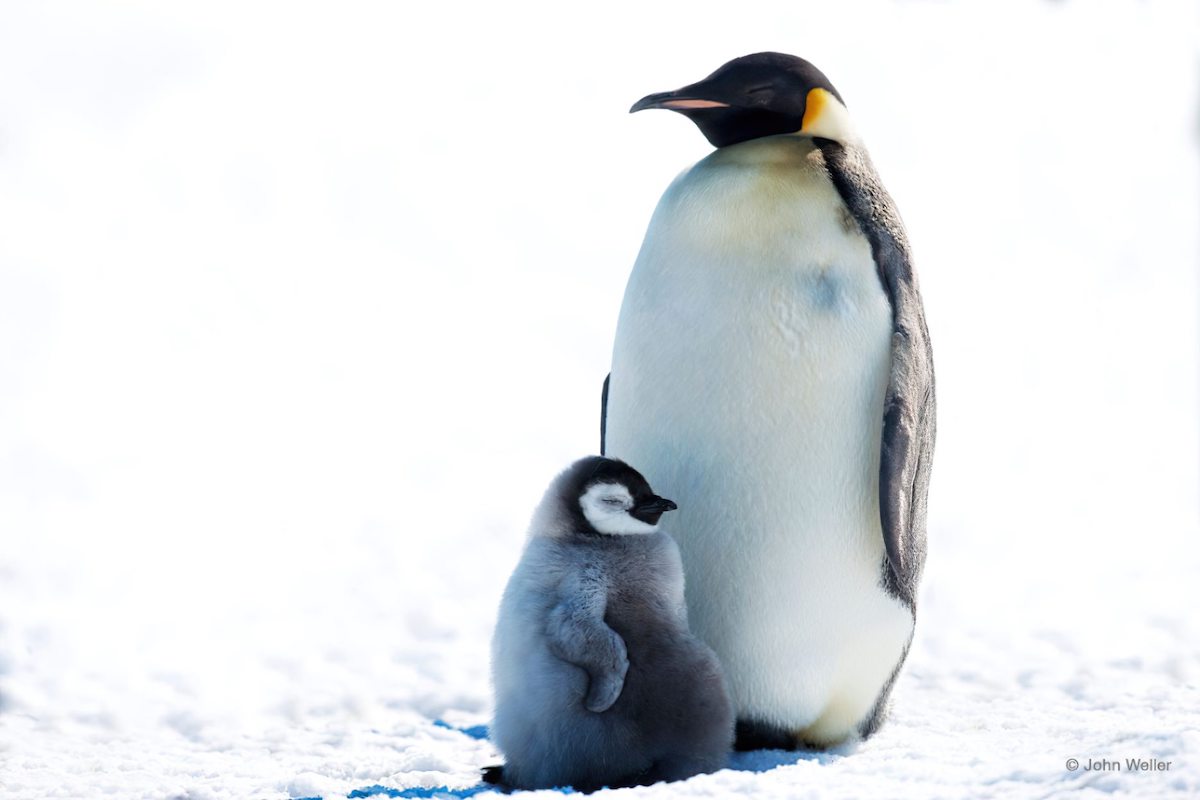 john-weller-pingüinos Se incrementa la presión sobre líderes mundiales para proteger la Antártida