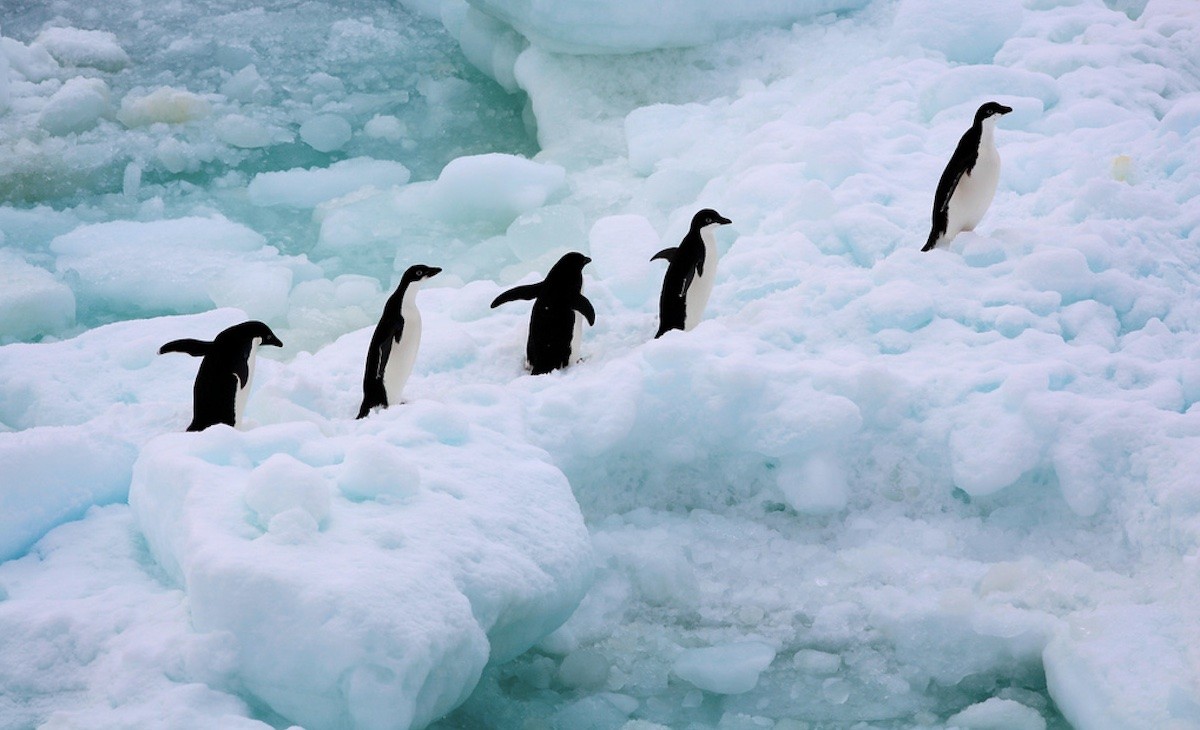 pingüinos-adeli-oceano-austral-©-greenpeace-jiri-rezac-2008 La inacción política bloquea una vez más la protección del océano Antártico