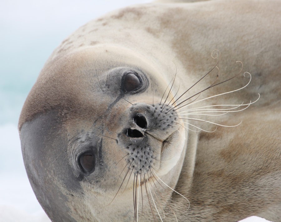 1-foca-900x711 Viaje visual a los confines de la Tierra