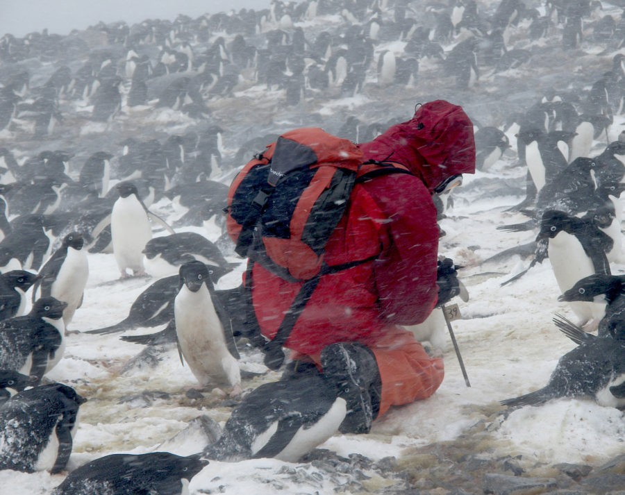 6-muestreo_pinguinos-900x713 Viaje visual a los confines de la Tierra