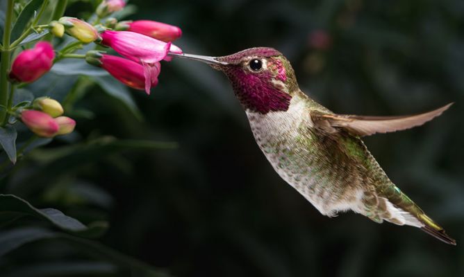 colibri-xl-668x400x80xX Rarezas animales de emparejamiento