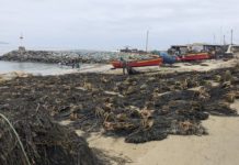 La pequeña cala de Chigualoco, en el norte de Chile, con algunas barcas pesqueras y su suelo tapizado de huiros negros (Lessonia spicata), macroalgas desprendidas de las rocas por el oleaje y que los pescadores secan al sol. Esos huiros no los extraen de las pequeñas rocas del entorno costero, porque son el alimento de preciados moluscos cuya veda de pesca culmina en junio. © Orlando Milesi / IPS