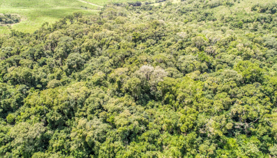 Bosque-atlantico-Argentina-900x512 Argentina: la tala de árboles amenaza los stocks de carbono