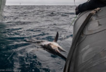 pesca industrial de tiburones en el Atlántico Norte