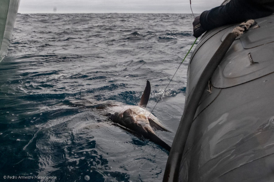 greenpeace-activists-free-a-swordfish-in-the-north-atlantic-900x600 Greenpeace confisca artes de pesca de dos palangreros UE en el Atlántico Norte