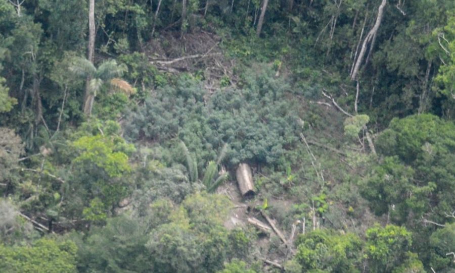 pueblos-no-contactados-en-napo-tigre-perú-2019-©-orpio-900x541 Survival denuncia las iniciativas de la petrolera Perenco contra pueblos indígenas en Perú