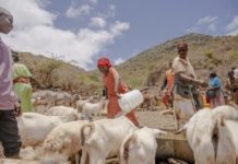 Una mujer sonríe cuando finalmente llega el turno para que las cabras de su familia beban agua en Hula Hula Springs, Kenia. Una nueva alianza mundial cuatripartita trabajará sobre la salud, interrelacionada, de seres humanos, animales, plantas y ambiente. © Billy Miaron/OMS